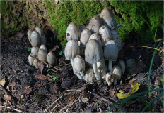 Coprinopsis atramentaria - Навозник серый