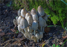 Coprinopsis atramentaria - Навозник серый