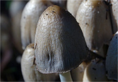 Coprinopsis atramentaria - Навозник серый
