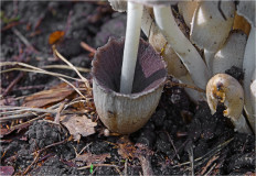 Coprinopsis atramentaria - Навозник серый