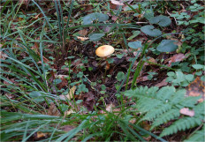 Гриб из Москва