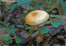 Гриб из Москва