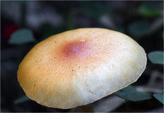 Гриб из Москва