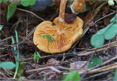 Гриб из Москва