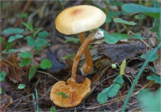 Гриб из Москва