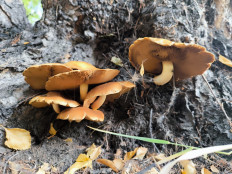 Гриб из Кызыл