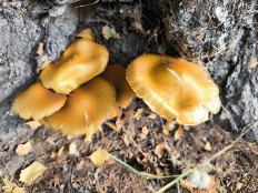 Гриб из Кызыл