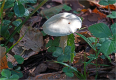 Гриб из Москва