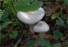 Гриб из Москва