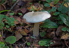 Гриб из Москва