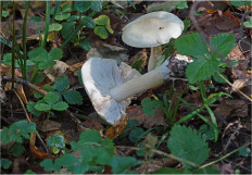 Гриб из Москва