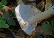 Гриб из Москва