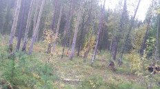 Гриб из Мурманск