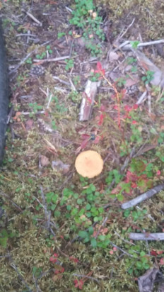 Гриб из Мурманск