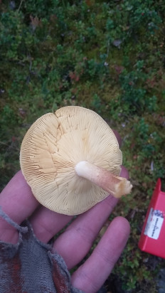 Гриб из Мурманск