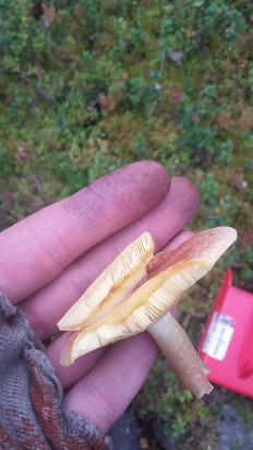 Гриб из Мурманск