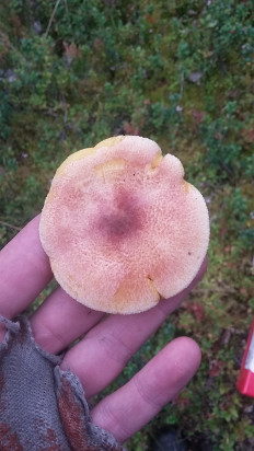 Гриб из Мурманск