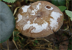 Гриб из Москва