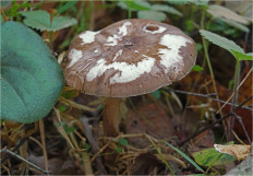 Гриб из Москва