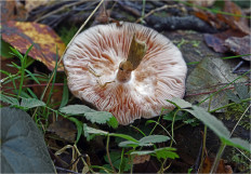 Гриб из Москва