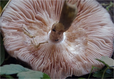 Гриб из Москва