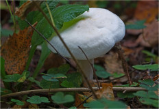 Гриб из Москва