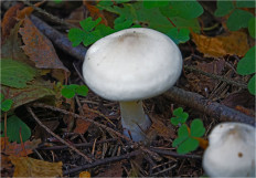 Гриб из Москва