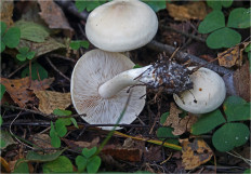 Гриб из Москва