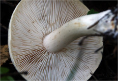 Гриб из Москва