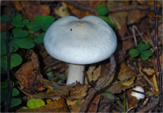 Гриб из Москва