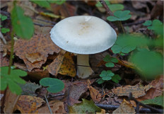 Гриб из Москва