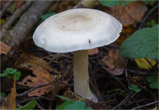 Гриб из Москва