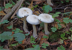 Гриб из Москва