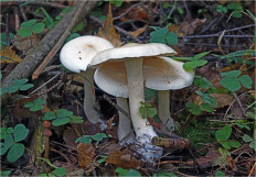 Гриб из Москва