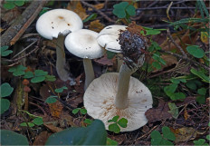 Гриб из Москва