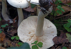 Гриб из Москва