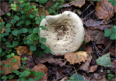 Мухомор поганковидный