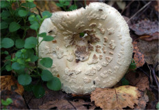 Мухомор поганковидный