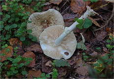 Мухомор поганковидный