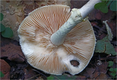 Мухомор поганковидный