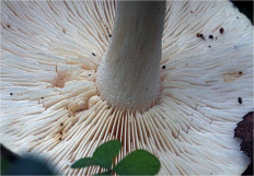 Мухомор поганковидный