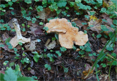 Ежовик красновато-желтый