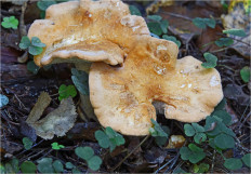 Ежовик красновато-желтый