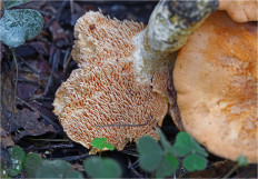 Ежовик красновато-желтый