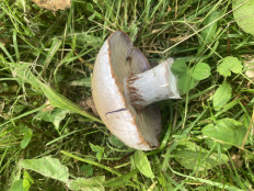 Гриб из Владимирская область, Желдыбино