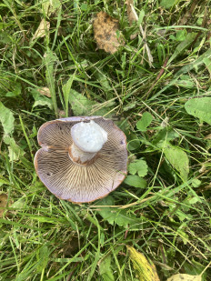 Гриб из Владимирская область, Желдыбино