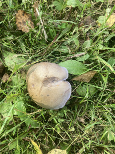 Гриб из Владимирская область, Желдыбино