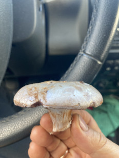 Гриб из Владимирская область, Желдыбино