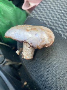 Гриб из Владимирская область, Желдыбино