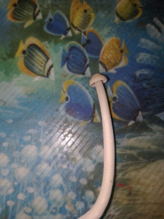 Гриб из Саранск